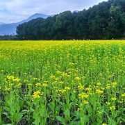 2018花東縱谷油菜花