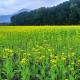 2018花東縱谷油菜花